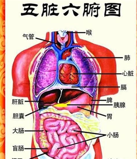 肝心脾肺腎|强五脏(心、肝、脾、肺、肾)